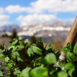 Photo mountain herbs culinary