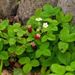 Photo Edible wild plants